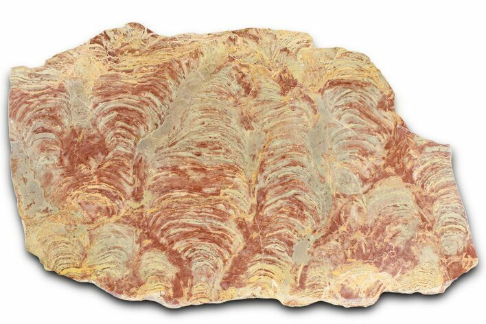 Polished Stromatolite (Inzeria) From Russia - Million Years #362969